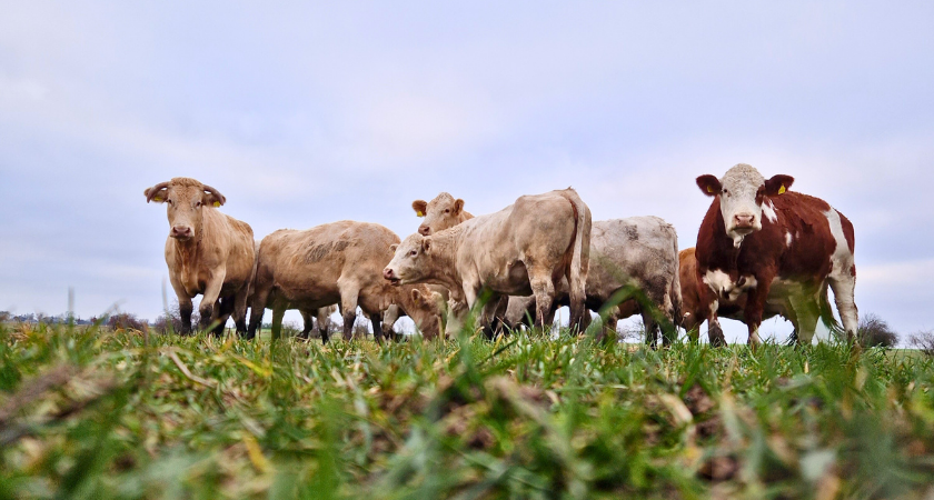 Landwirt Martin Niedzwetzki, WindBauer Geschäftsführer, auf dem Feld vor Traktor und Windenergieanlage.